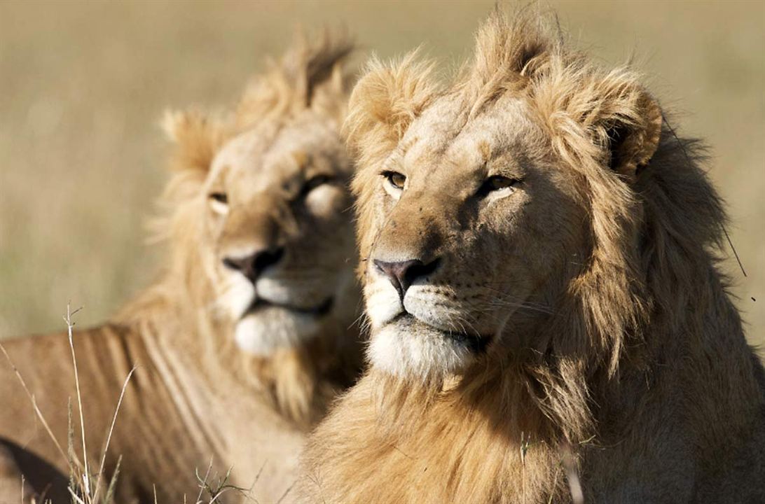 Afrika Kedileri : Fotoğraf Keith Scholey, Alastair Fothergill