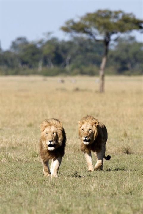 Afrika Kedileri : Fotoğraf Keith Scholey, Alastair Fothergill