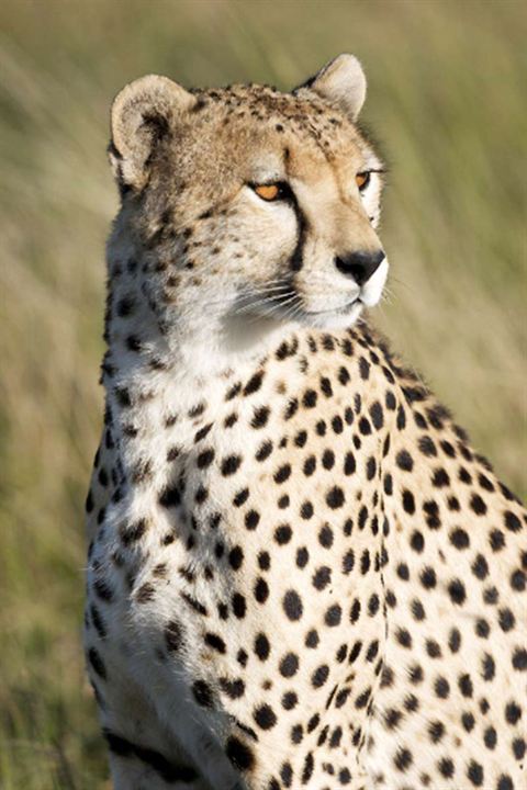 Afrika Kedileri : Fotoğraf Keith Scholey, Alastair Fothergill