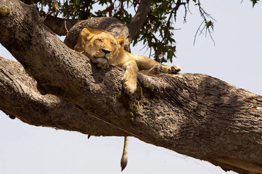 Afrika Kedileri : Fotoğraf Keith Scholey, Alastair Fothergill