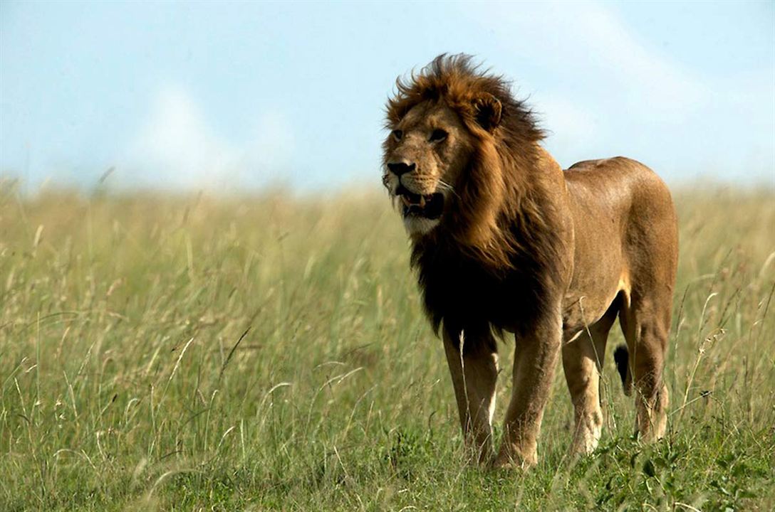 Afrika Kedileri : Fotoğraf Keith Scholey, Alastair Fothergill