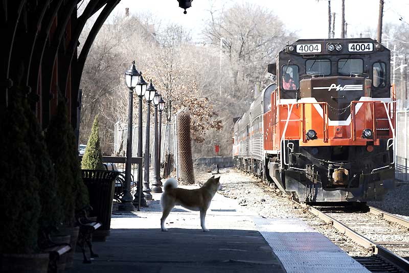 Hachi: A Dog’s Tale : Fotoğraf