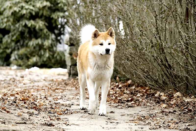 Hachi: A Dog’s Tale : Fotoğraf