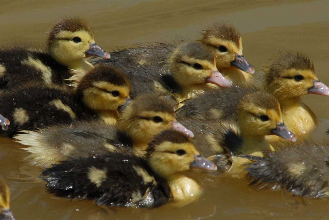 Fotoğraf Frédéric Goupil