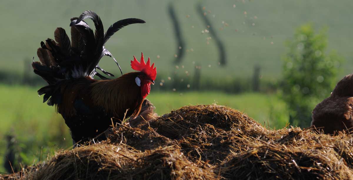 Fotoğraf Frédéric Goupil