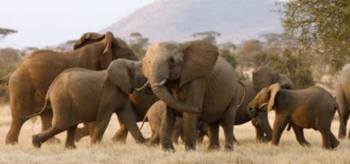 Serengeti : Fotoğraf