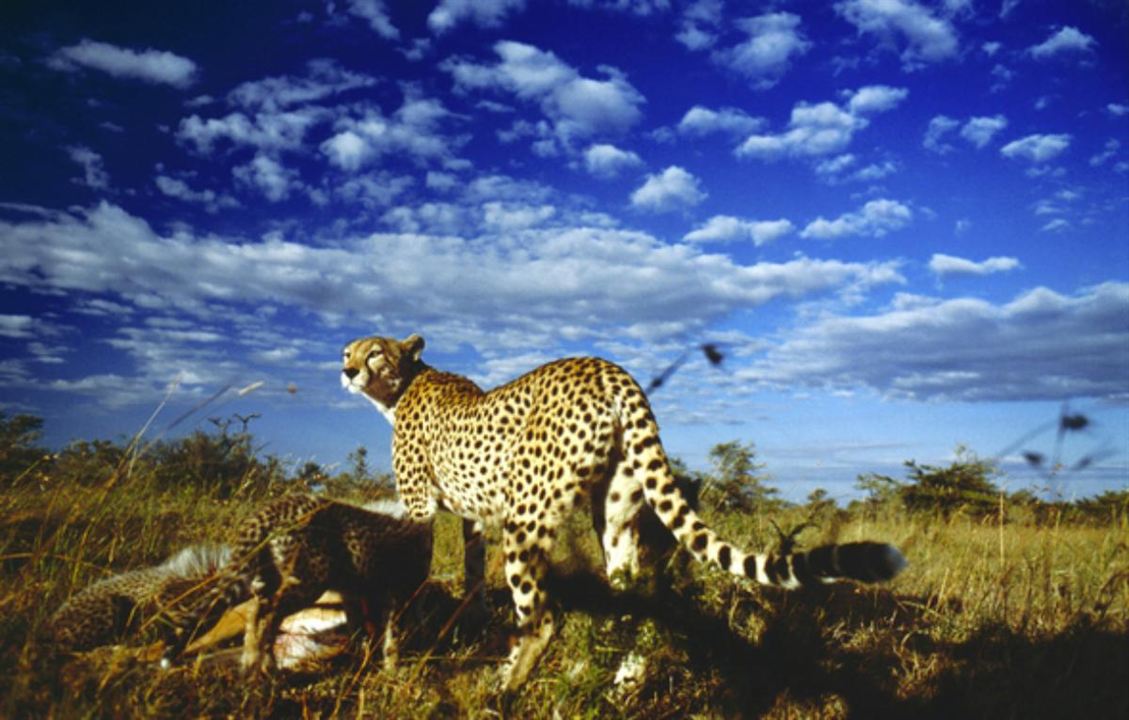 Serengeti : Fotoğraf