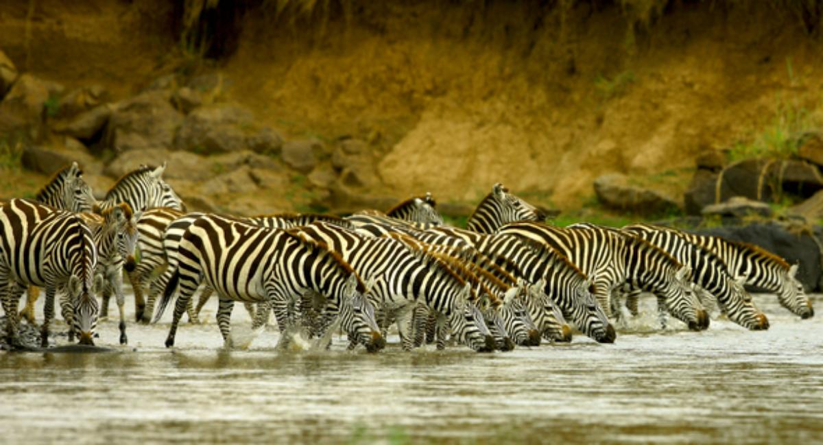 Serengeti : Fotoğraf