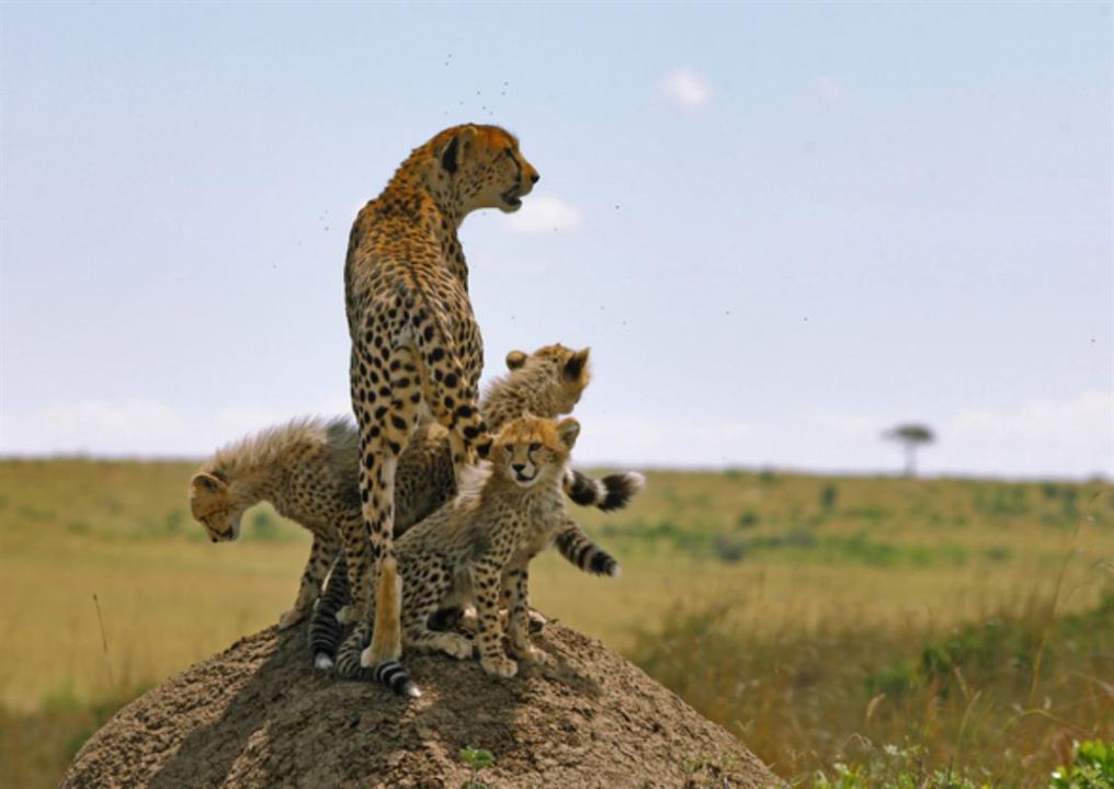 Serengeti : Fotoğraf