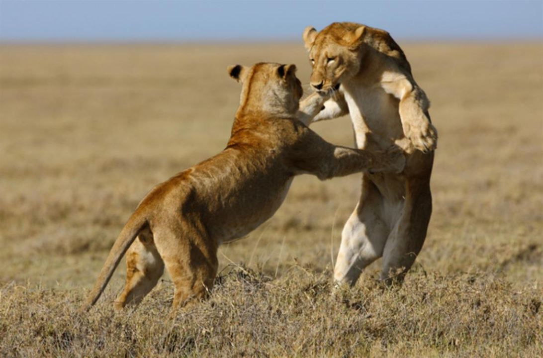 Serengeti : Fotoğraf