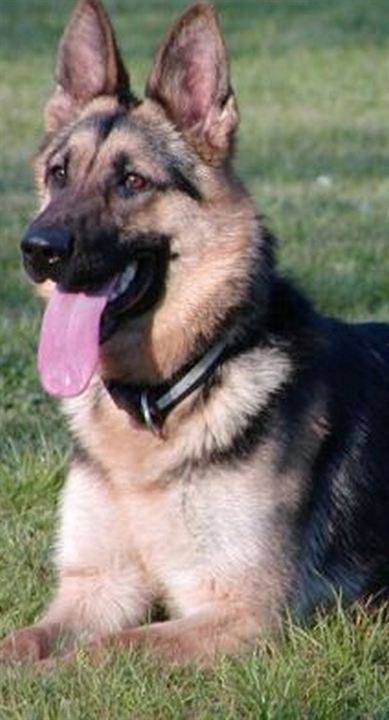 Afiş Pulsar Köpek