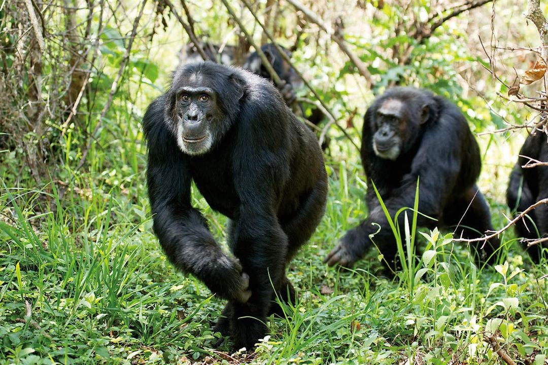 Chimpanzee : Fotoğraf Mark Linfield, Alastair Fothergill