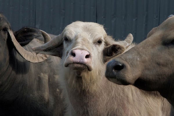 Bestiaire : Fotoğraf