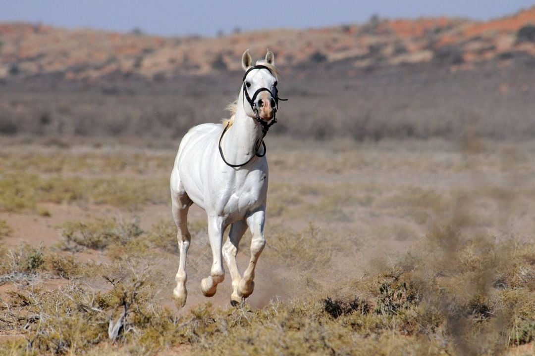 Tornado and the Kalahari Horse Whisperer : Fotoğraf