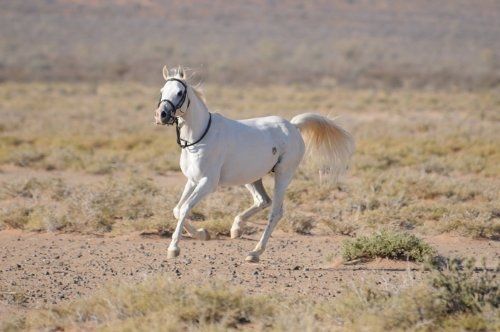Tornado and the Kalahari Horse Whisperer : Fotoğraf