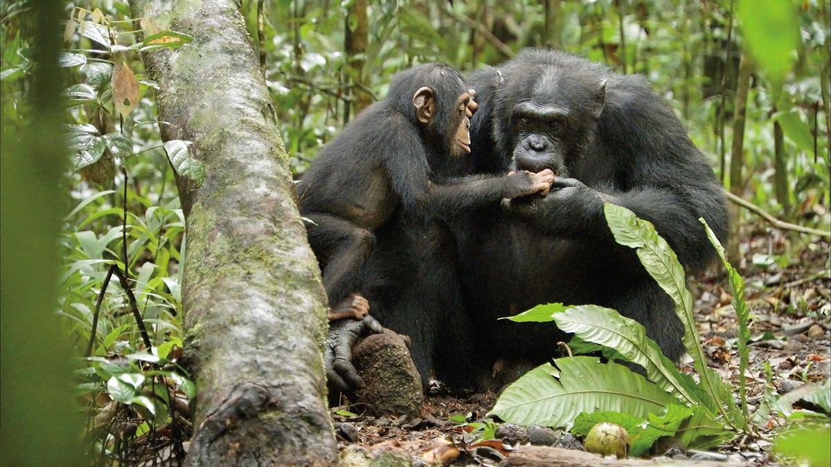 Chimpanzee : Fotoğraf Mark Linfield, Alastair Fothergill