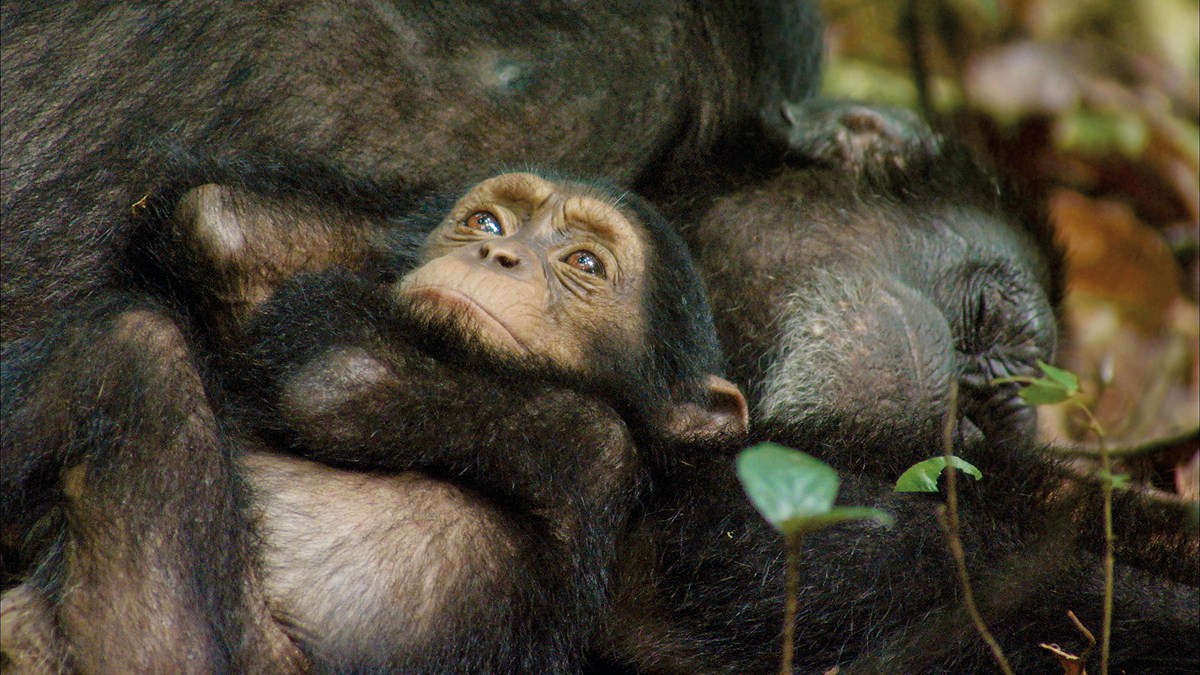 Chimpanzee : Fotoğraf