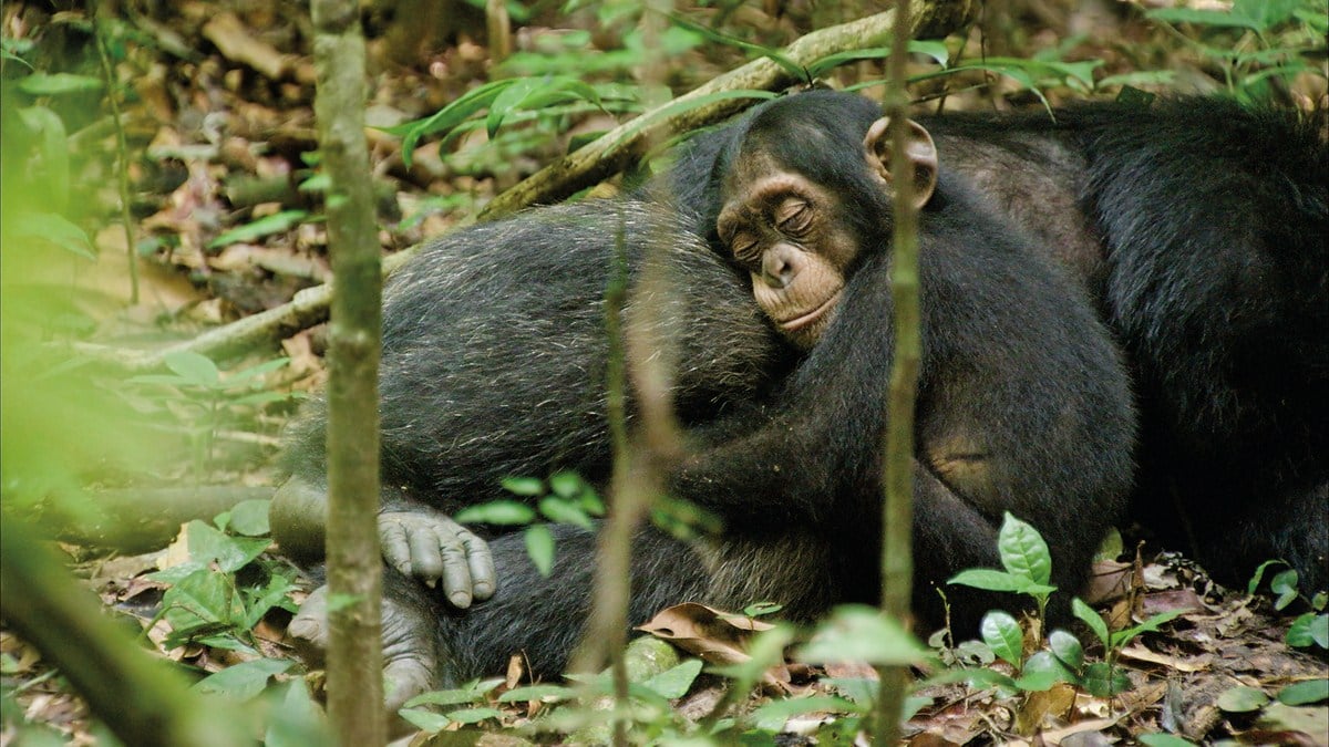 Chimpanzee : Fotoğraf