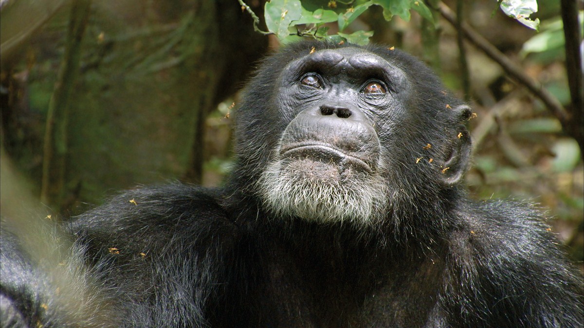 Chimpanzee : Fotoğraf