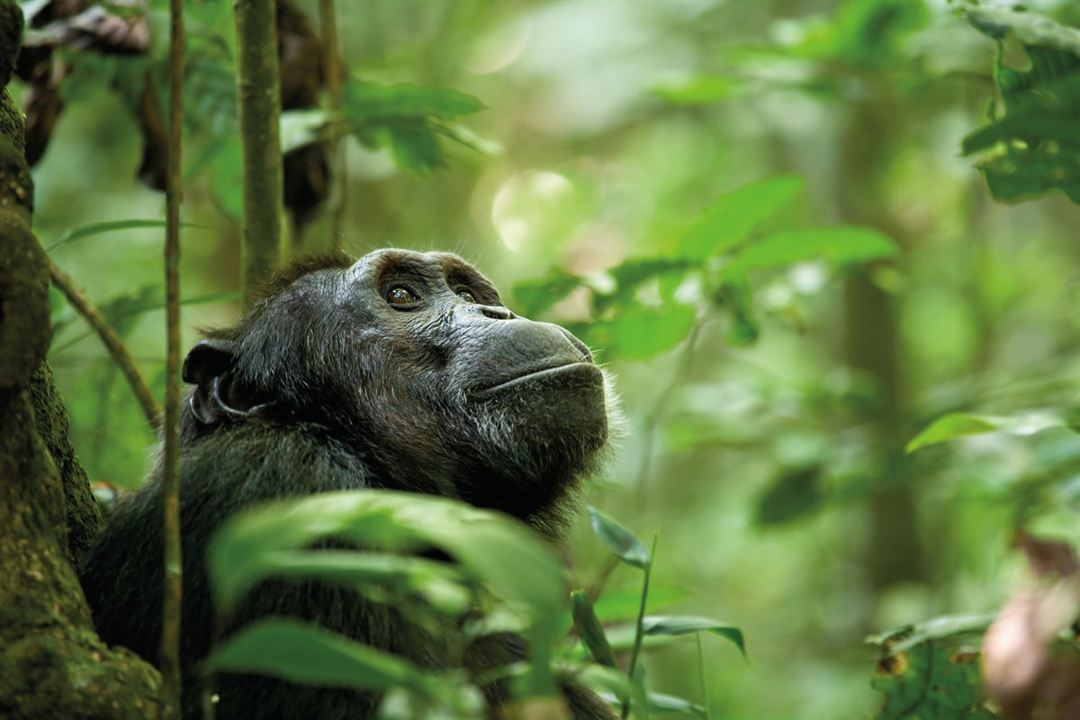 Chimpanzee : Fotoğraf