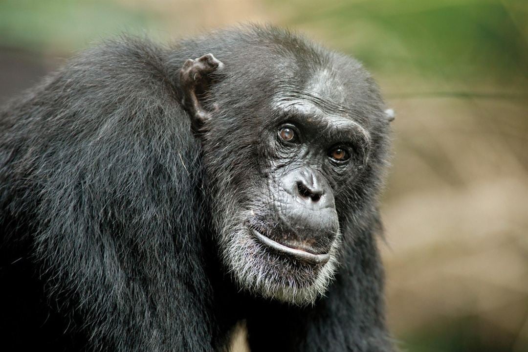 Chimpanzee : Fotoğraf