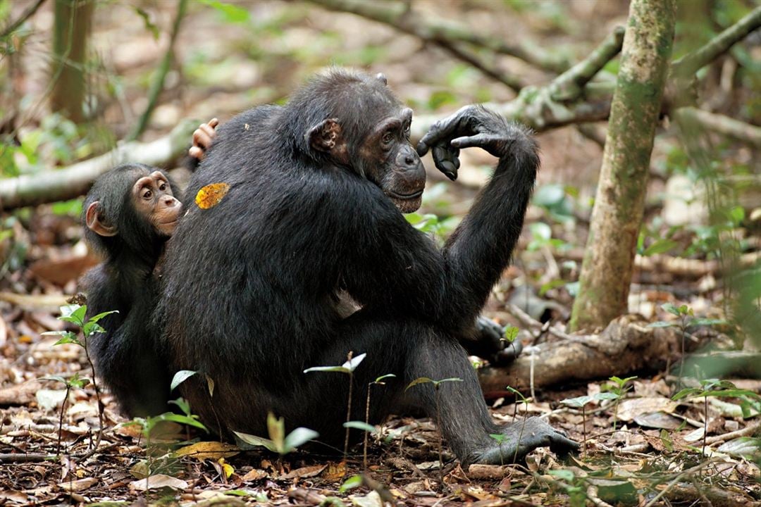 Chimpanzee : Fotoğraf