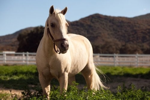 Princess and the Pony : Fotoğraf