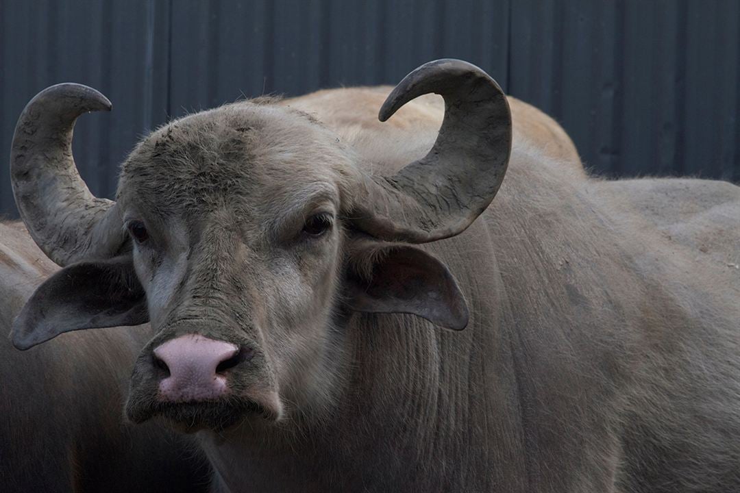 Bestiaire : Fotoğraf