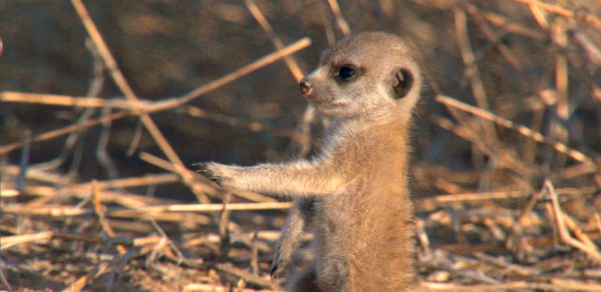 Meerkat Manor: The Story Begins : Fotoğraf