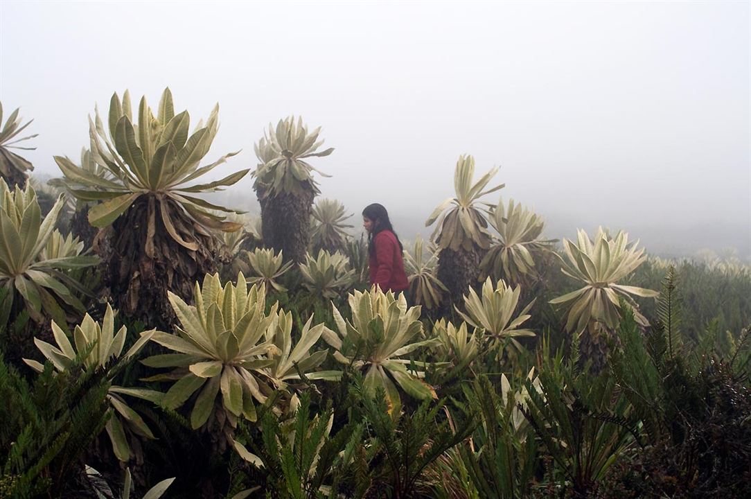 La Sirga : Fotoğraf