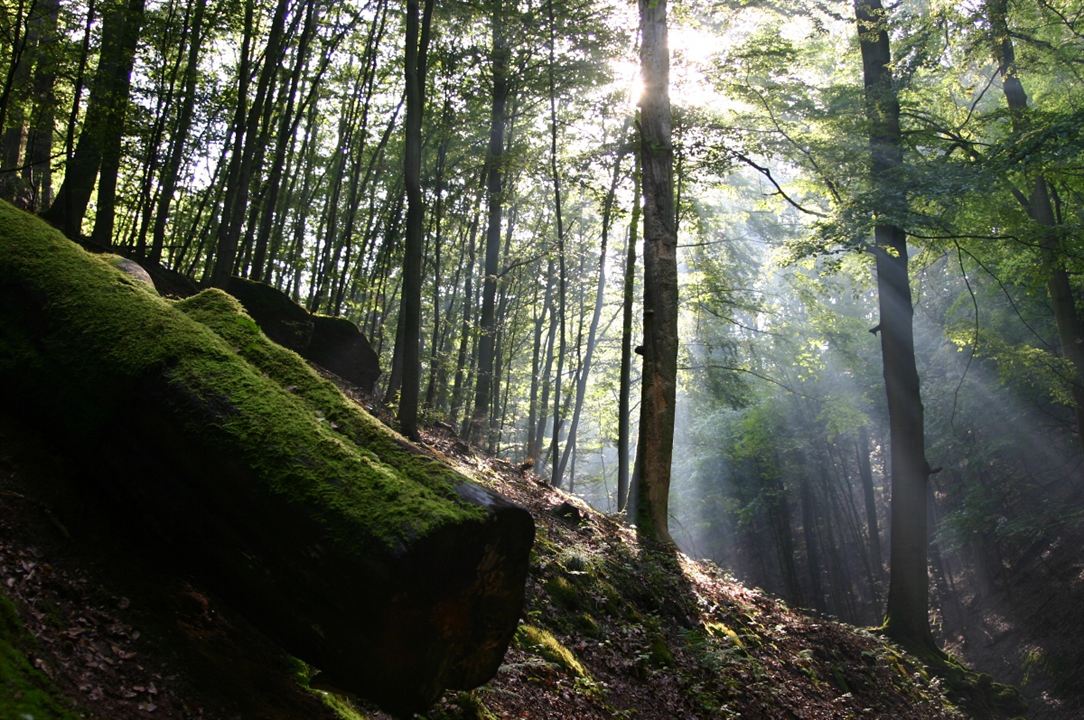 Das grüne Wunder - Unser Wald : Fotoğraf