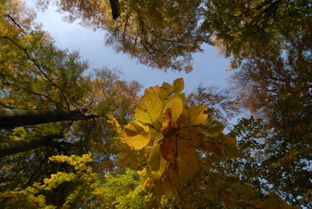 Das grüne Wunder - Unser Wald : Fotoğraf