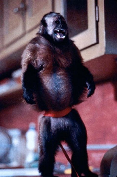 Monkey Shines : Fotoğraf Boo