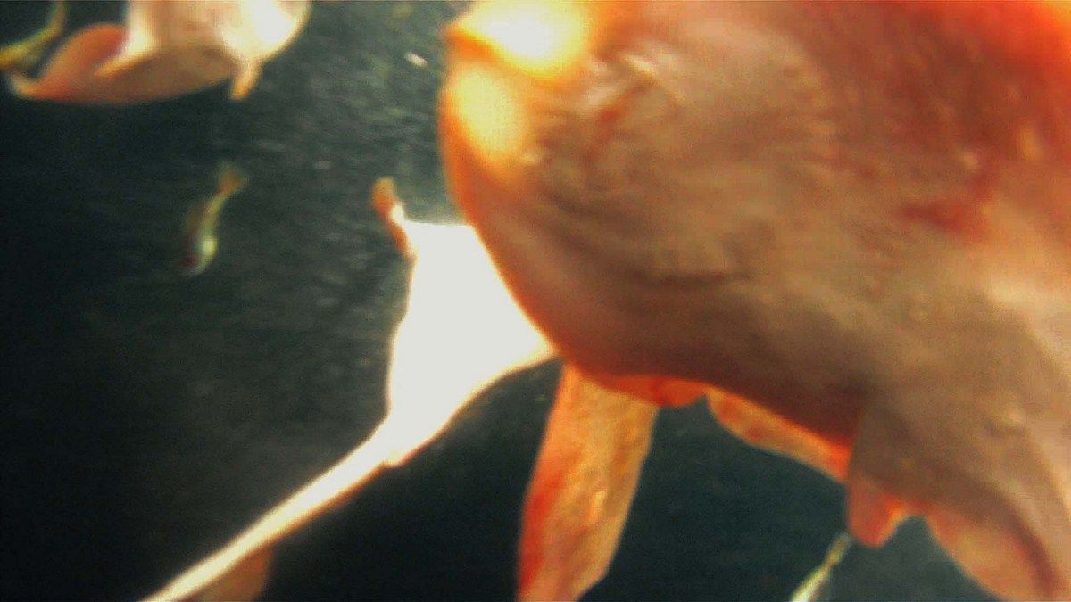 Leviathan : Fotoğraf