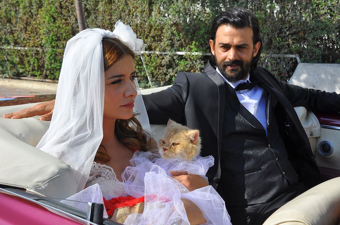 Kedi Özledi : Fotoğraf