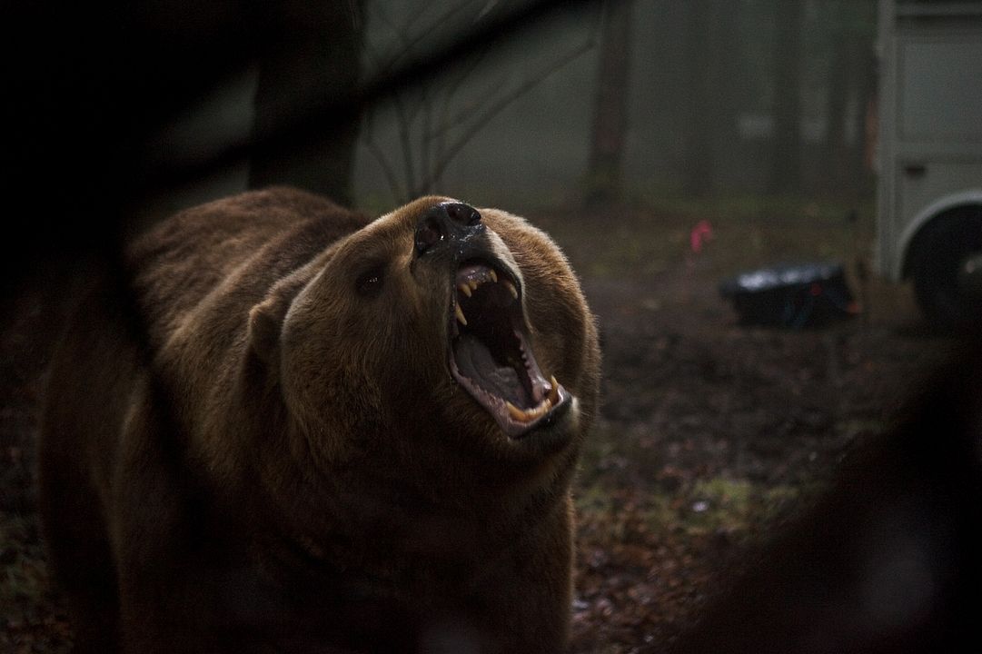 Grizzly : Fotoğraf