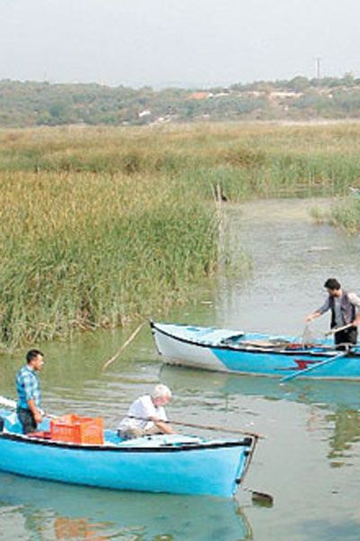 Balık : Afiş