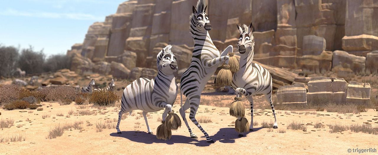 Cesur Zebra : Fotoğraf