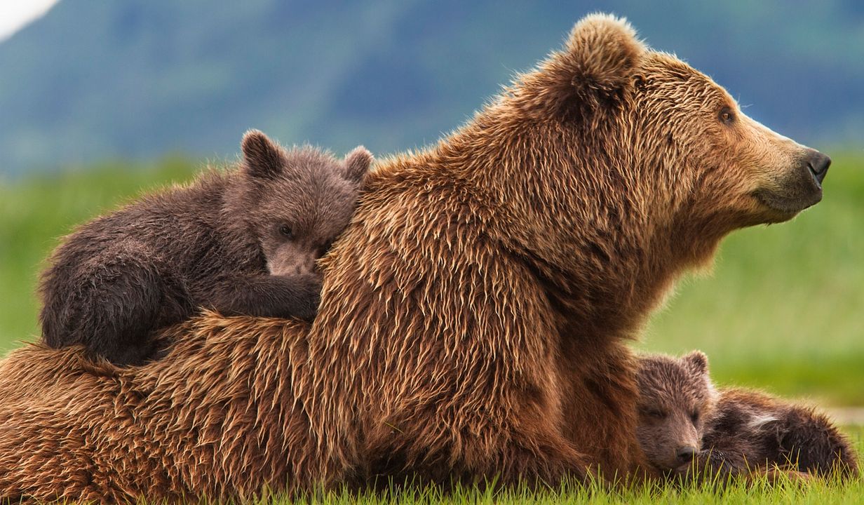 Bears : Fotoğraf