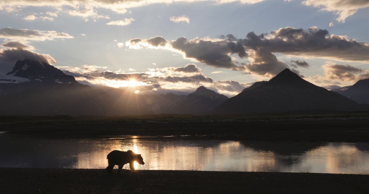 Bears : Fotoğraf