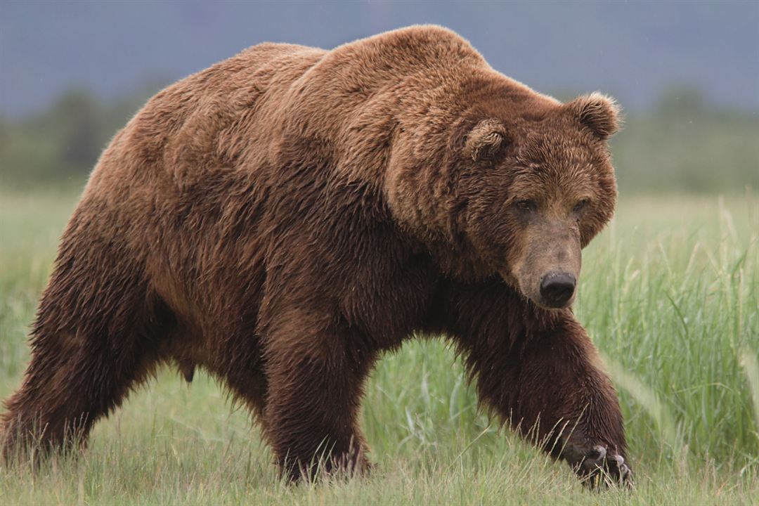 Bears : Fotoğraf