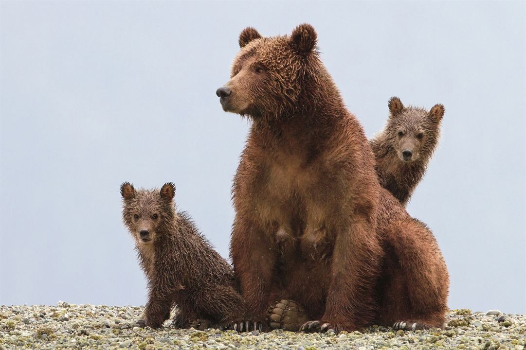 Bears : Fotoğraf