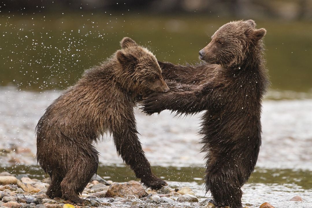 Bears : Fotoğraf