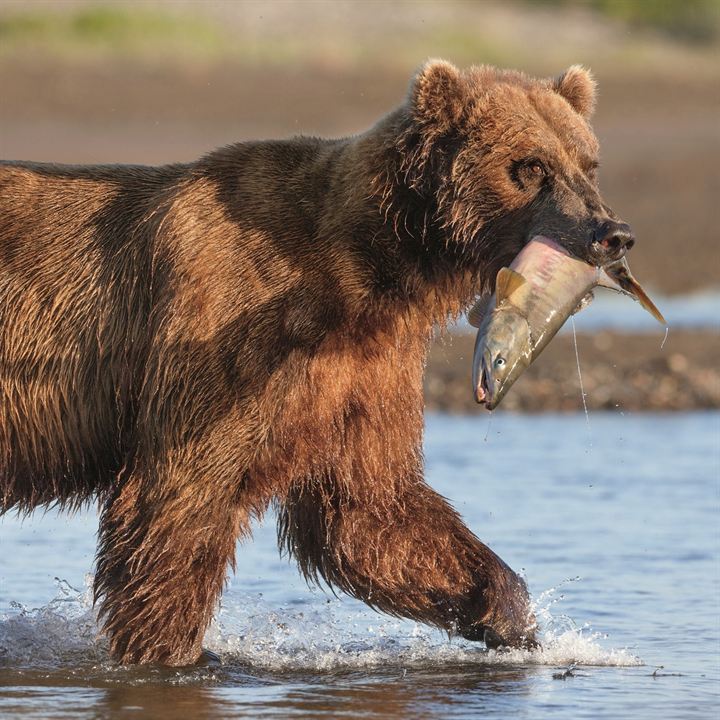 Bears : Fotoğraf