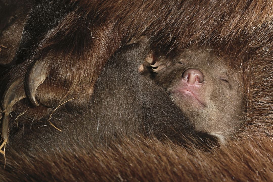 Bears : Fotoğraf