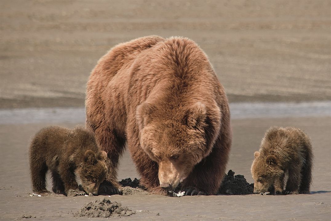 Bears : Fotoğraf