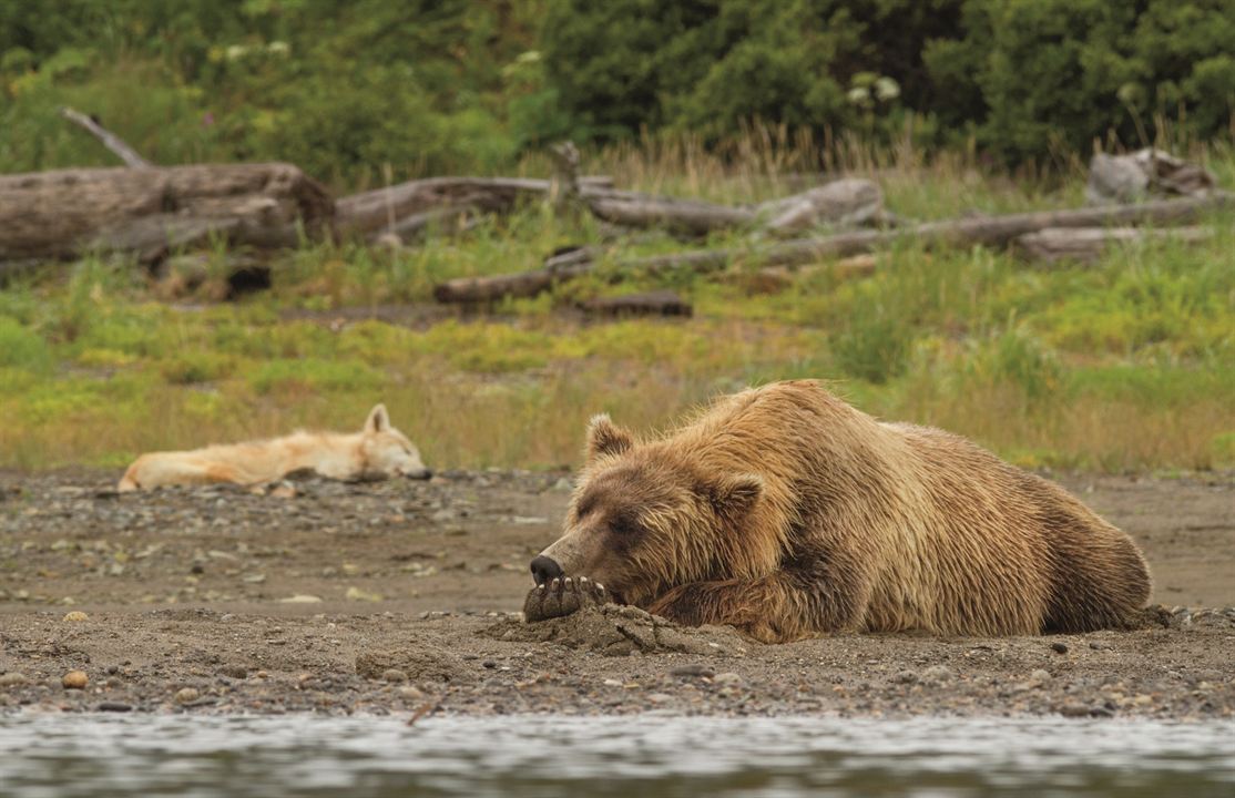 Bears : Fotoğraf