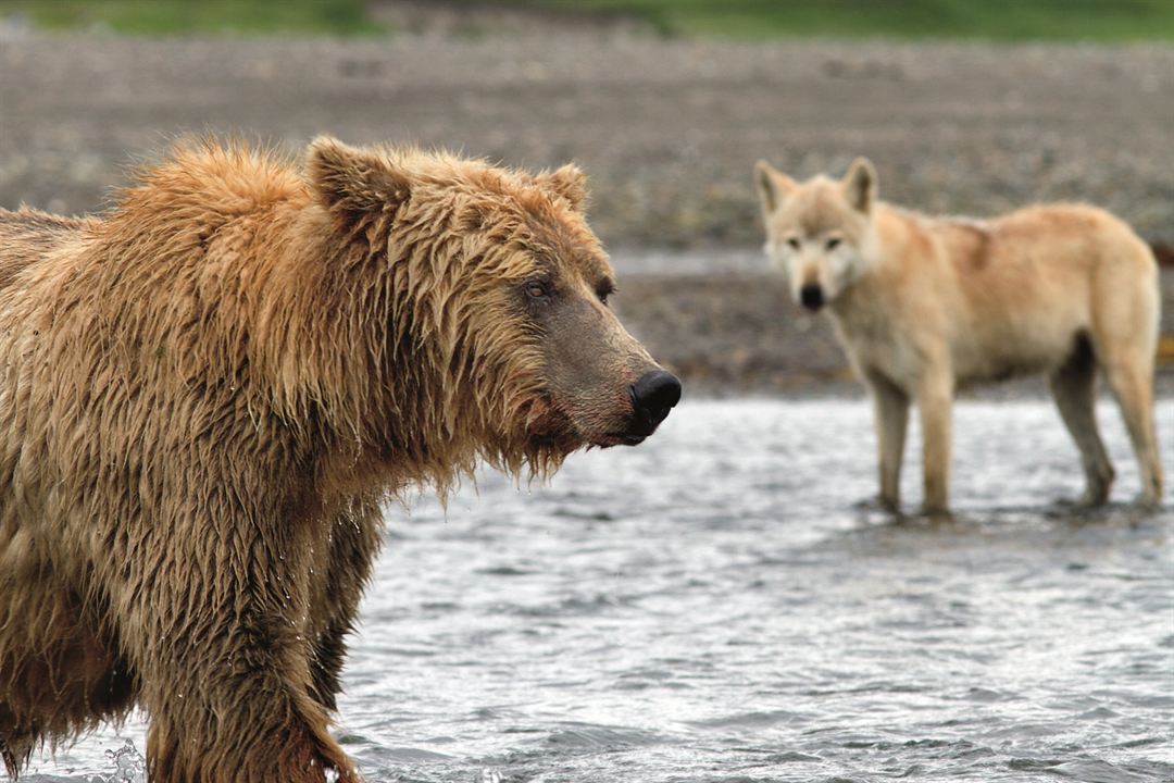 Bears : Fotoğraf