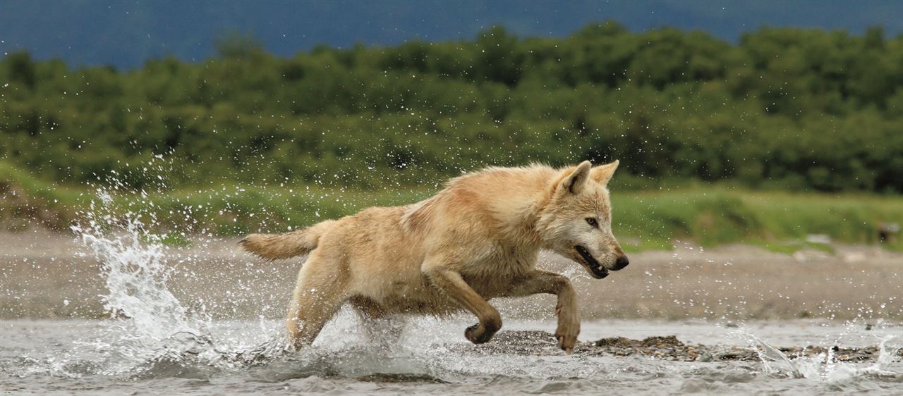 Bears : Fotoğraf