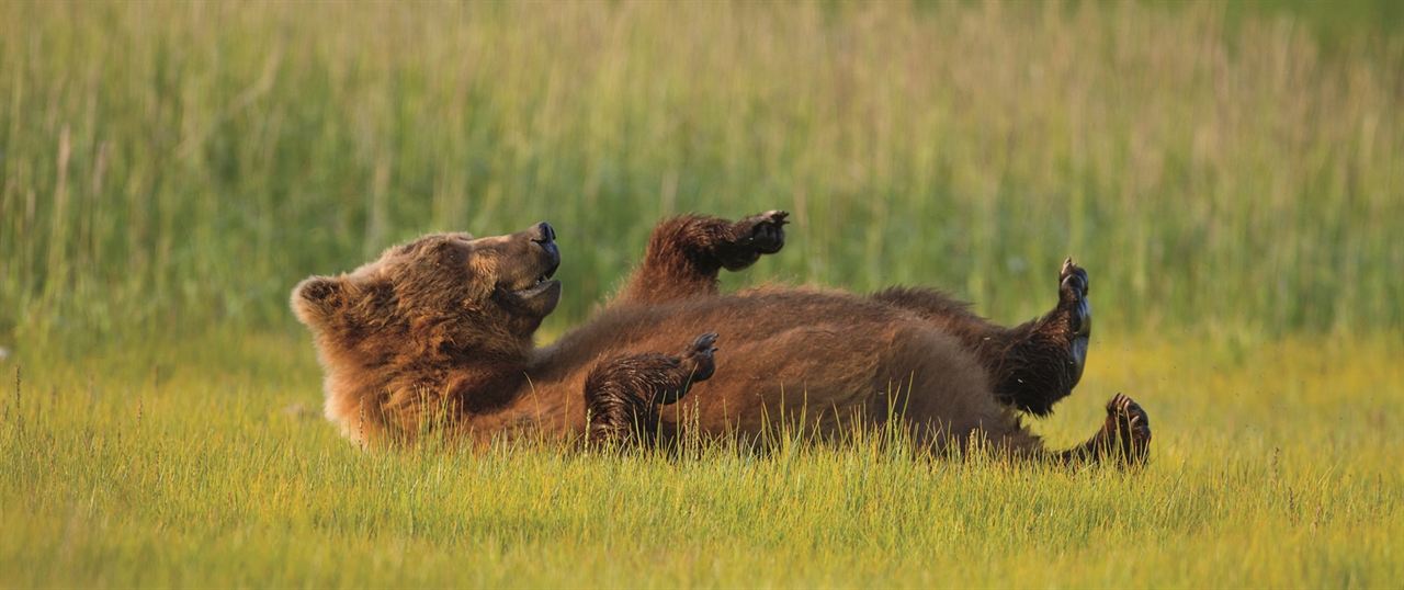 Bears : Fotoğraf